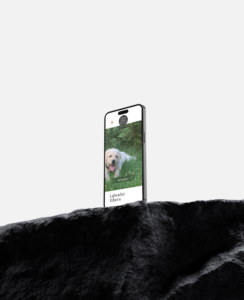Diseño de página web para Labrador Ribera
